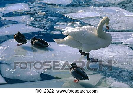 Swans on ice View Large Photo Image Stock Image - Swans on ice. Fotosearch