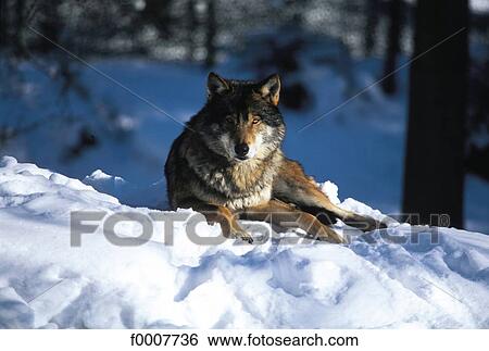 Sweden, Stockholm, Wolf laying in the snow View Large Photo Image Stock Photograph - Sweden, Stockholm, Wolf laying in the snow. Fotosearch