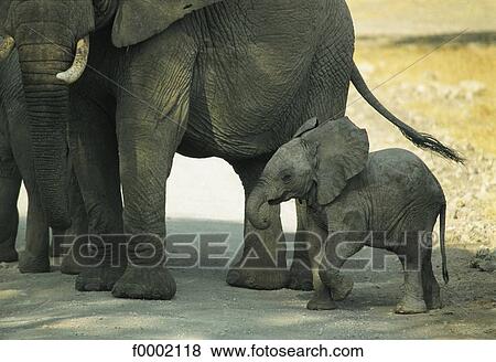 Stock Photo - Tanzania, Ngorongoro, young elephant. Fotosearch