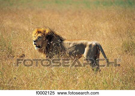 Stock Photography - Tanzania, Serengeti National Park, lion. Fotosearch