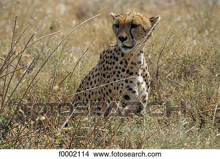 Picture - Tanzania, Serengeti National Park, cheetah. Fotosearch