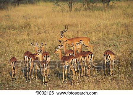 Stock Photograph - Tanzania, Serengeti National Park, impalas. Fotosearch
