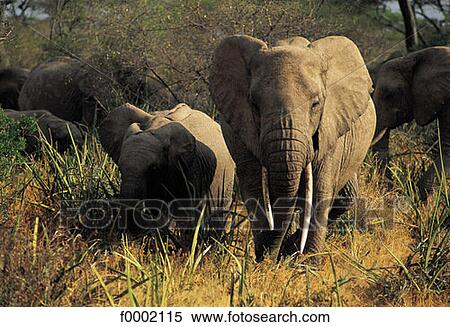 Stock Photography - Tanzania, Serengeti National Park, elephants. Fotosearch