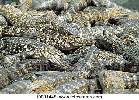 United States, Florida, baby crocodiles View Large Photo Image Stock Photo - United States, Florida, baby crocodiles. Fotosearch