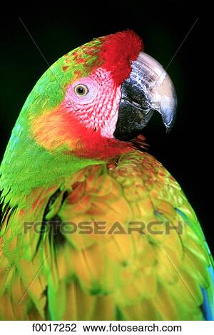 United States, Florida, Miami, parrot View Large Photo Image Stock Image - United States, Florida, Miami, parrot. Fotosearch