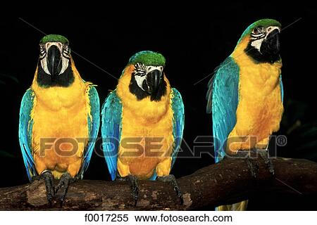 United States, Florida, Miami, parrots View Large Photo Image Stock Photography - United States, Florida, Miami, parrots. Fotosearch