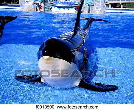 Stock Image - United States, Florida, Orlando, Sea World, orca show. Fotosearch
