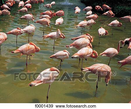United States, Florida, Pink flamingos View Large Photo Image Stock Photo - United States, Florida, Pink flamingos. Fotosearch