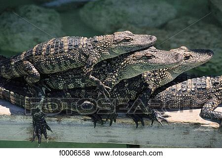 United States, Florida, The Everglades, baby crocodiles from Wooten's park View Large Photo Image Stock Photo - United States, Florida, The Everglades, baby crocodiles from Wooten's park. Fotosearch