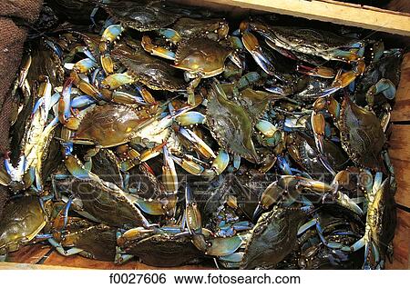 United States, Florida, crabs View Large Photo Image Stock Photograph - United States, Florida, crabs. Fotosearch