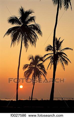 United States, Florida, Miami, sunset View Large Photo Image Stock Photograph - United States, Florida, Miami, sunset. Fotosearch