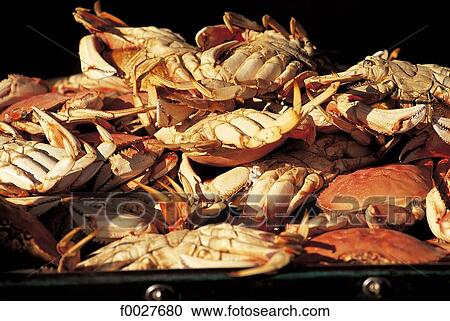 United States, California, San Francisco, crabs View Large Photo Image Stock Image - United States, California, San Francisco, crabs. Fotosearch