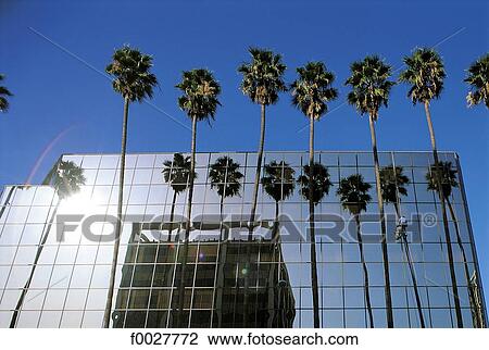 Stock Image - United States, California, Los Angeles, palms reflecting in a building facade. Fotosearch