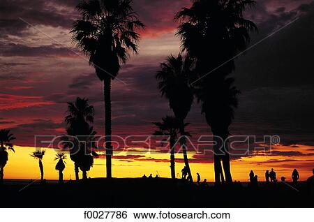 Stock Photograph - United States, California, Los Angeles, Venice, walkway and palms at sunset. Fotosearch