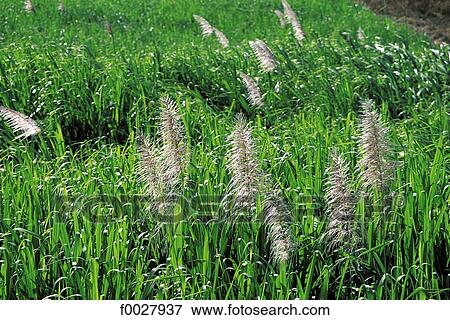 Stock Photo - Reunion, blossoming sugar cane field. Fotosearch