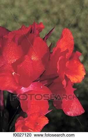 Reunion, cannas flowers, close-up View Large Photo Image Stock Image - Reunion, cannas flowers, close-up. Fotosearch