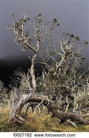 Reunion, Mafate cirque, tamarind trees on a stormy day View Large Photo Image Stock Image - Reunion, Mafate cirque, tamarind trees on a stormy day. Fotosearch