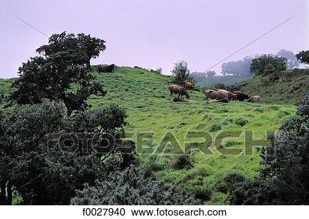 Reunion, pastures in the mountains View Large Photo Image Stock Image - Reunion, pastures in the mountains. Fotosearch