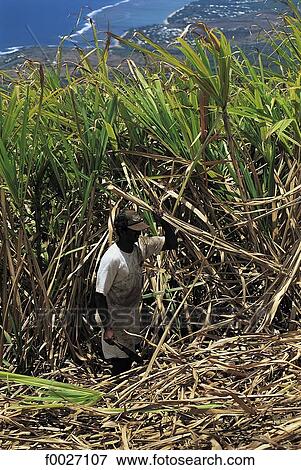 Stock Photo - Reunion, Saint-Pierre, sugar cane cutter at work. Fotosearch