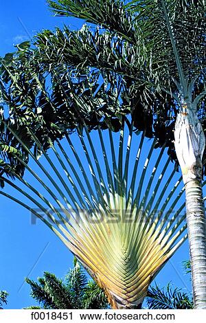 Reunion, traveler's palm View Large Photo Image Stock Image - Reunion, traveler's palm. Fotosearch