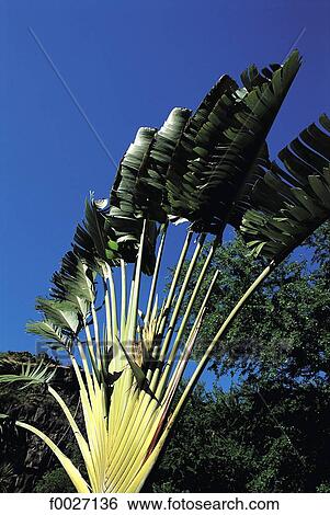 Stock Photograph - Reunion, traveler's palm. Fotosearch
