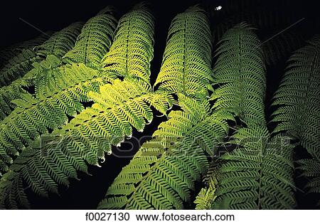 Stock Image - Reunion, tree fern backlighted at night. Fotosearch