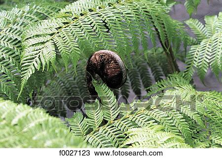 Reunion, tree fern, close-up on a sprout View Large Photo Image Stock Image - Reunion, tree fern, close-up on a sprout. Fotosearch
