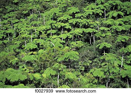 Stock Photo - Reunion, tree ferns forest, aerial view. Fotosearch