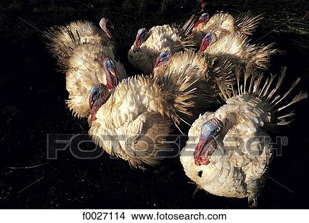 Picture - Reunion, turkeys. Fotosearch