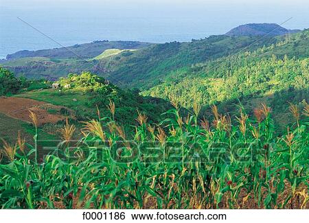 Mauritius, Rodrigues, sugar cane fields, sea and mountains View Large Photo Image Stock Photograph - Mauritius, Rodrigues, sugar cane fields, sea and mountains. Fotosearch
