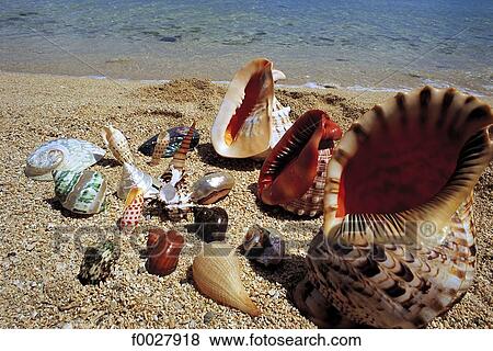 Stock Photo - Mauritius, shells for sale on the beach. Fotosearch