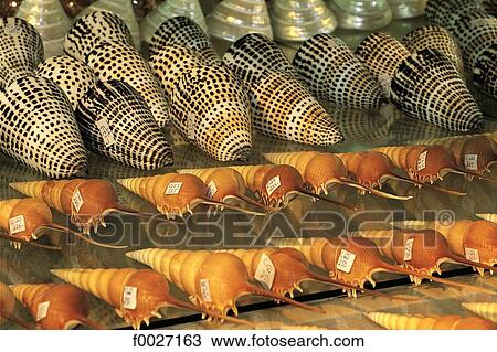 Mauritius, shells for sale View Large Photo Image Stock Image - Mauritius, shells for sale. Fotosearch