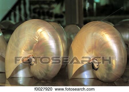 Mauritius, shells for sale View Large Photo Image Stock Image - Mauritius, shells for sale. Fotosearch