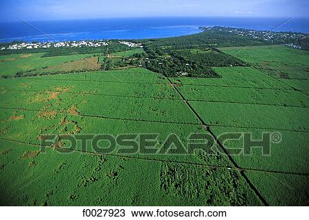 Mauritius, sugar cane fields, aerial view View Large Photo Image Stock Image - Mauritius, sugar cane fields, aerial view. Fotosearch