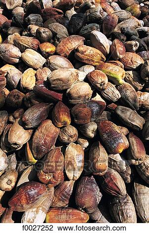 Stock Image - Seychelles, La Digue, dry coconut. Fotosearch