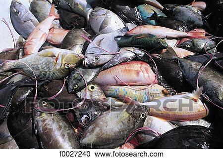 Stock Image - Seychelles, La Digue, return from fishing. Fotosearch