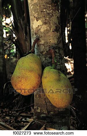 Seychelles, Praslin, botanical garden, jackfruits View Large Photo Image Stock Image - Seychelles, Praslin, botanical garden, jackfruits. Fotosearch