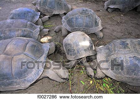 Stock Photograph - Seychelles, tortoises. Fotosearch