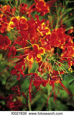 Kenya, flowers of flame tree View Large Photo Image Stock Photo - Kenya, flowers of flame tree. Fotosearch
