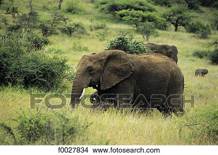 Kenya, Il Ngwesi, elephants View Large Photo Image Picture - Kenya, Il Ngwesi, elephants. Fotosearch