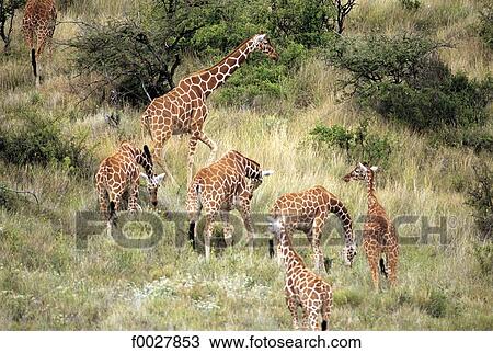 Kenya, Il Ngwesi, giraffes View Large Photo Image Stock Image - Kenya, Il Ngwesi, giraffes. Fotosearch
