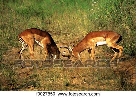 Kenya, Il Ngwesi, impalas fight View Large Photo Image Stock Image - Kenya, Il Ngwesi, impalas fight. Fotosearch