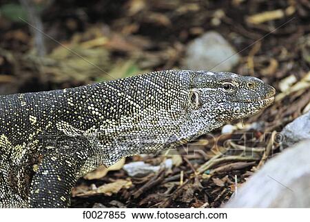 Kenya, Lake Victoria, Mfangano island, monitor lizard View Large Photo Image Stock Photography - Kenya, Lake Victoria, Mfangano island, monitor lizard. Fotosearch