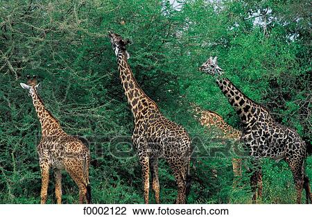Stock Image - Tanzania, Lake Manyara National Park, giraffes. Fotosearch