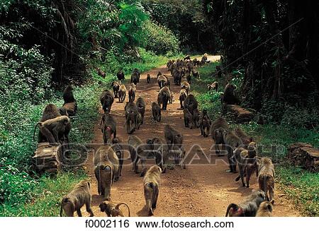 Tanzania, Lake Manyara National Park, baboon tribe View Large Photo Image Stock Photograph - Tanzania, Lake Manyara National Park, baboon tribe. Fotosearch