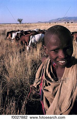 Stock Image - Tanzania, Ngorongoro Conservation Area, Maasai child and his herd. Fotosearch