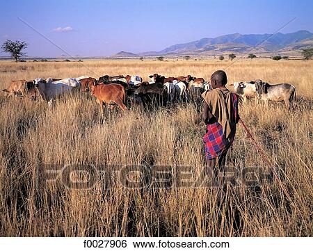Tanzania, Ngorongoro Conservation Area, Maasai child and his herd View Large Photo Image Stock Photograph - Tanzania, Ngorongoro Conservation Area, Maasai child and his herd. Fotosearch