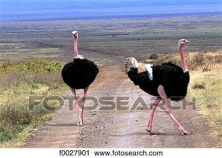 Tanzania, Ngorongoro crater, ostriches View Large Photo Image Stock Image - Tanzania, Ngorongoro crater, ostriches. Fotosearch