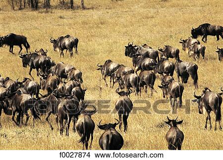 Tanzania, Serengeti National Park, herd of wildebeests View Large Photo Image Picture - Tanzania, Serengeti National Park, herd of wildebeests. Fotosearch