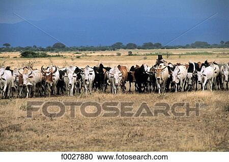 Tanzania, Serengeti National Park, herd of zebus View Large Photo Image Stock Image - Tanzania, Serengeti National Park, herd of zebus. Fotosearch